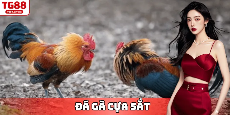 đá gà cựa sắt tg88