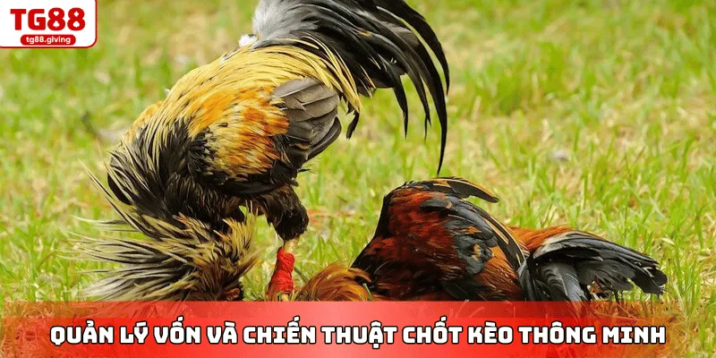 quản lý vốn đá gà cựa sắt hiệu quả